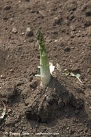 Dateiname=Flora-Spargel-20060625-10.jpg
Dateigröße=217KB
Abmessungen: 480x720
hinzugefügt am: 01. April 2014 Flora-Spargel-20060625-10.jpg