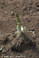 Flora-Spargel-20060625-10.jpg