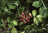 Dateiname=Flora-Strauch-Brombeere-200108-63.jpg
Dateigröße=205KB
Abmessungen: 720x494
hinzugefügt am: 01. April 2014 Flora-Strauch-Brombeere-200108-63.jpg