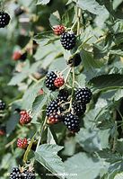 Dateiname=Flora-Strauch-Brombeere-20020824-01.jpg
Dateigröße=228KB
Abmessungen: 496x720
hinzugefügt am: 01. April 2014 Flora-Strauch-Brombeere-20020824-01.jpg