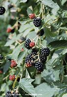 Flora-Strauch-Brombeere-20020824-01.jpg