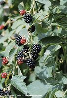 Dateiname=Flora-Strauch-Brombeere-20020824-02.jpg
Dateigröße=232KB
Abmessungen: 495x720
hinzugefügt am: 01. April 2014 Flora-Strauch-Brombeere-20020824-02.jpg