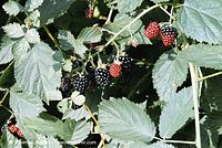 Dateiname=Flora-Strauch-Brombeere-20020824-03.jpg
Dateigröße=263KB
Abmessungen: 720x483
hinzugefügt am: 01. April 2014 Flora-Strauch-Brombeere-20020824-03.jpg