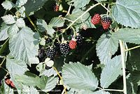 Flora-Strauch-Brombeere-20020824-03.jpg