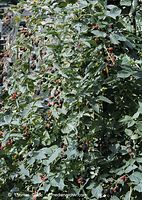 Dateiname=Flora-Strauch-Brombeere-20020824-08.jpg
Dateigröße=338KB
Abmessungen: 512x720
hinzugefügt am: 01. April 2014 Flora-Strauch-Brombeere-20020824-08.jpg