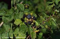 Dateiname=Flora-Strauch-Brombeeren-1994-037.jpg
Dateigröße=182KB
Abmessungen: 720x474
hinzugefügt am: 01. April 2014 Flora-Strauch-Brombeeren-1994-037.jpg