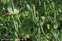Dateiname=Flora-Strauch-Erbsen-20100702-70.jpg
Dateigröße=234KB
Abmessungen: 720x481
hinzugefügt am: 01. April 2014 Flora-Strauch-Erbsen-20100702-70.jpg