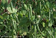 Flora-Strauch-Erbsen-20100702-70.jpg