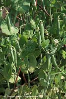 Dateiname=Flora-Strauch-Erbsen-20100702-71.jpg
Dateigröße=234KB
Abmessungen: 481x720
hinzugefügt am: 01. April 2014 Flora-Strauch-Erbsen-20100702-71.jpg