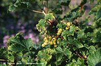 Flora-Strauch-Johannisbeeren-1997-017.jpg