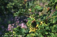 Flora-Strauch-Johannisbeeren-1997-018.jpg