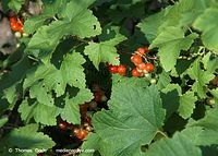 Flora-Strauch-Johannisbeeren-20100702-62.jpg