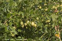 Flora-Strauch-Stachelbeeren-200506-10.jpg