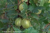 Flora-Strauch-Stachelbeeren-20100630-21.jpg