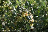 Flora-Strauch-Stachelbeeren-20100702-25.jpg