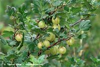 Flora-Strauch-Stachelbeeren-20100706-319.jpg