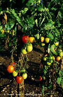 Flora-Strauch-Tomate-1996-09.jpg