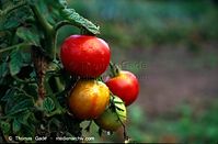 Flora-Strauch-Tomate-1997-05.jpg