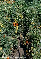 Flora-Strauch-Tomate-199809-06.jpg