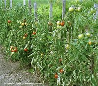 Flora-Strauch-Tomate-200108-17.jpg