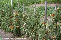 Flora-Strauch-Tomate-200108-21.jpg