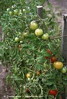 Flora-Strauch-Tomate-200108-22.jpg