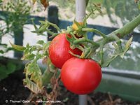 Flora-Strauch-Tomate-20020810-001.jpg