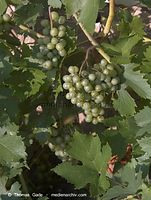 Dateiname=Flora-Strauch-Weinreben-20060814-10.jpg
Dateigröße=207KB
Abmessungen: 545x720
hinzugefügt am: 01. April 2014 Flora-Strauch-Weinreben-20060814-10.jpg