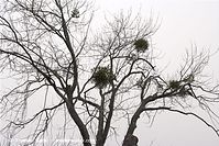 Flora-Misteln-20081102-21.jpg