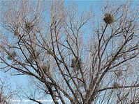 Flora-Misteln-20100325-010.jpg