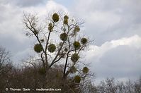 Flora-Misteln-20120401-46.jpg