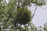 Flora-Misteln-20120704-77.jpg