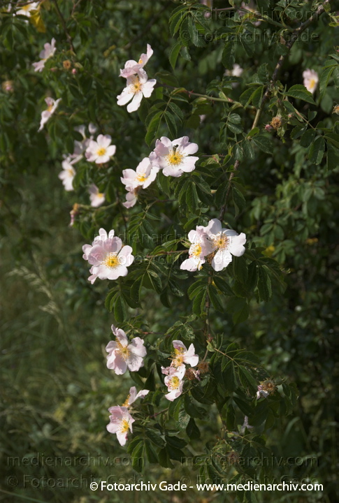 Blüten am Strauch. Hundsrose. Rosa canina
3.  Juni 2008. Feldberger Seenlandschaft. Flora. Pflanzen. Blüten am Strauch. Hundsrose. Rosa canina
Schlüsselwörter: 2008;Blüte;Carwitz;Dreetzsee;Feldberger Seenlandschaft;Flora;Hundsrose;Mecklenburg-Vorpommern;Natur;Pflanzen;plants;Rosa canina;Strauch;Sträucher