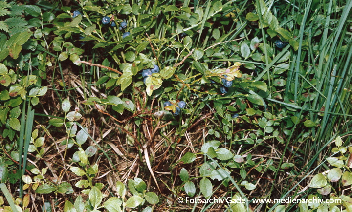 Heidelbeere. Vaccinium myrtillus
Juli 2002. Niedersachsen. Wald. Flora. Pflanzen. Strauch. Sträucher. Heidelbeere (Vaccinium myrtillus).   Heidekrautgewächse (Ericaceae). Höhe: 10 bis 60 cm. Blütezeit: April bis September. Rote Blüten.
Schlüsselwörter: Flora;Natur;Niedersachsen;Pflanzen;plants;Strauch;2002;Blaubeere;Sträucher