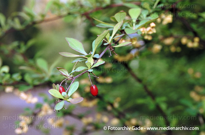 Thunbergs Berberitze. Berberis thunbergii
Mai 2002.  Berlin. Flora. Pflanzen. Strauch. Sträucher. Thunbergs Berberitze (Berberis thunbergii).  Berberitzengewächse (Berberidaceae).
Schlüsselwörter: Berberitze;Berlin;Flora;Natur;Pflanzen;plants;Strauch;2002;Berberis vulgaris;Sträucher
