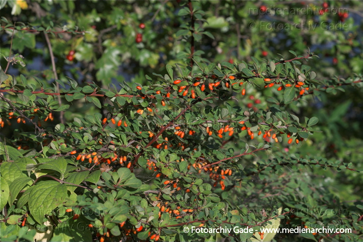 Gewöhnliche Berberitze (Berberis vulgaris)
3.  10. 2010. Berlin. Flora. Pflanzen. Strauch. Sträucher. Gewöhnliche Berberitze (Berberis vulgaris)
Schlüsselwörter: 2010;Berberis vulgaris;Berlin;Flora;Gewöhnliche Berberitze;Natur;Pflanzen;plants;Strauch;Sträucher