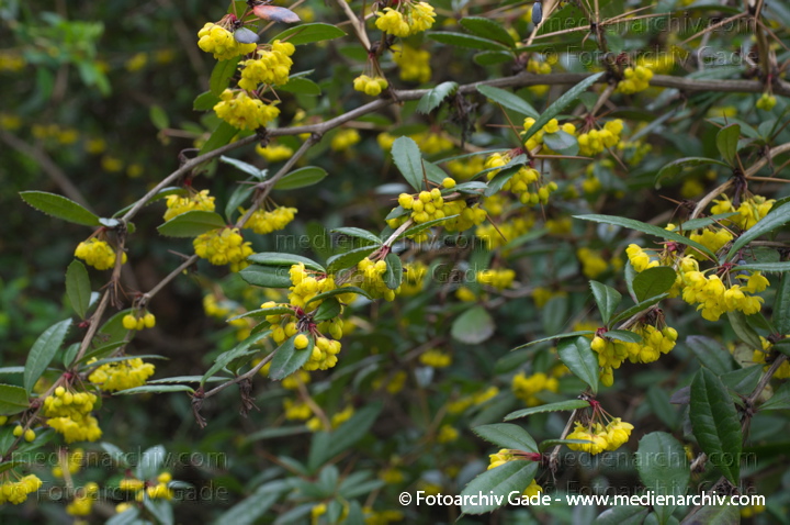 Julianes Berberitze (Berberis julianae) auch Großblättrige Berberitze
4. 4. 2014. Berlin. Flora. Pflanzen. Strauch. Sträucher. Julianes Berberitze (Berberis julianae) auch Großblättrige Berberitze mit gelben Blüten.
Schlüsselwörter: 2014;Berberis julianae;Berberitze;Berlin;Blüte;Flora;Großblättrige Berberitze;Julianes Berberitze;Pflanzen;Strauch;Sträucher