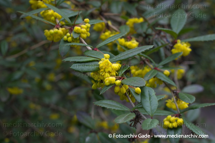 Julianes Berberitze (Berberis julianae) auch Großblättrige Berberitze
4. 4. 2014. Berlin. Flora. Pflanzen. Strauch. Sträucher. Julianes Berberitze (Berberis julianae) auch Großblättrige Berberitze mit gelben Blüten.
Schlüsselwörter: 2014;Berberis julianae;Berberitze;Berlin;Blüte;Flora;Großblättrige Berberitze;Julianes Berberitze;Pflanzen;Strauch;Sträucher