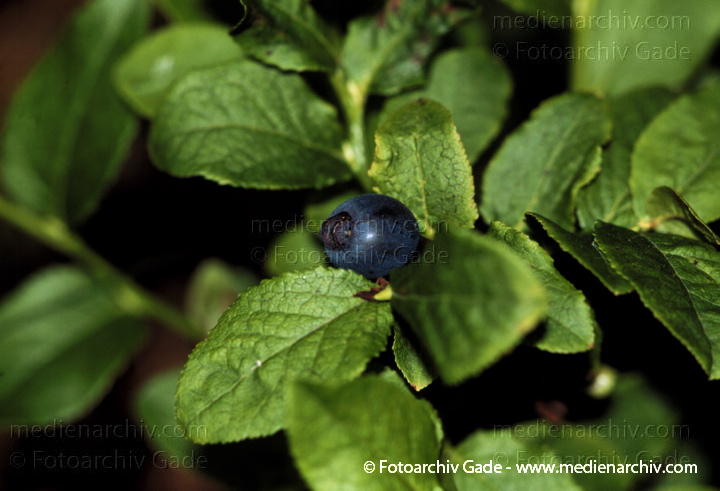 Juni 1999.  Brandenburg. Flora. Pflanzen. Strauch. Sträucher. Heidelbeere. Blaubeere (Vaccinium myrtillus).
Schlüsselwörter: Brandenburg;Deutschland;Flora;Heidelbeere;Natur;Pflanzen;plants;Strauch;1999;Blaubeere;Sträucher