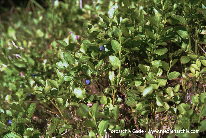 Juli 2001. Flora. Pflanzen. Strauch. Sträucher. Heidelbeere. Blaubeere (Vaccinium myrtillus).
Schlüsselwörter: Blaubeere;Flora;Heidelbeere;Natur;Pflanzen;plants;Strauch;2001;Beere;Sträucher