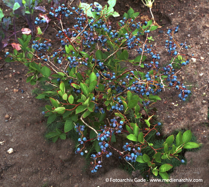 August 2001.   Flora. Pflanzen. Strauch. Sträucher. Heidelbeeren. Blaubeere (Vaccinium myrtillus).
Schlüsselwörter: Deutschland;Flora;Heidelbeere;Natur;Pflanzen;plants;Strauch;2001;Blaubeere;Sträucher