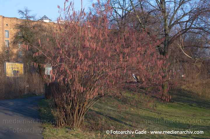 Rotblättrige Hasel oder Bluthasel
25. 2. 2014. Berlin. Flora. Pflanzen. Blüten. Rotblättrige Hasel oder Bluthasel (Purpurea) Hasel (Corylus)
Schlüsselwörter: Bluthasel;Blüten;Flora;Pflanzen;plants;Purpurea;2014;Berlin;Rotblättrige Hasel