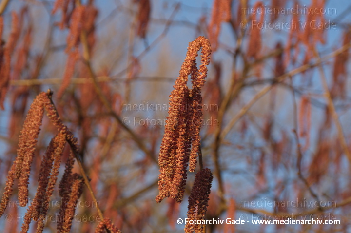 Rotblättrige Hasel oder Bluthasel
25. 2. 2014. Berlin. Flora. Pflanzen. Blüten. Rotblättrige Hasel oder Bluthasel (Purpurea) Hasel (Corylus)
Schlüsselwörter: Bluthasel;Blüten;Flora;Pflanzen;plants;Purpurea;2014;Berlin;Rotblättrige Hasel