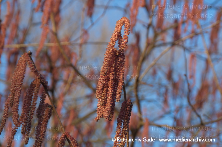 Rotblättrige Hasel oder Bluthasel
25. 2. 2014. Berlin. Flora. Pflanzen. Blüten. Rotblättrige Hasel oder Bluthasel (Purpurea) Hasel (Corylus)
Schlüsselwörter: Bluthasel;Blüten;Flora;Pflanzen;plants;Purpurea;2014;Berlin;Rotblättrige Hasel