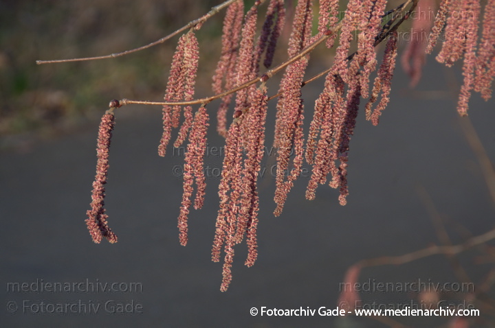 Rotblättrige Hasel oder Bluthasel
25. 2. 2014. Berlin. Flora. Pflanzen. Blüten. Rotblättrige Hasel oder Bluthasel (Purpurea) Hasel (Corylus)
Schlüsselwörter: Bluthasel;Blüten;Flora;Pflanzen;plants;Purpurea;2014;Berlin;Rotblättrige Hasel