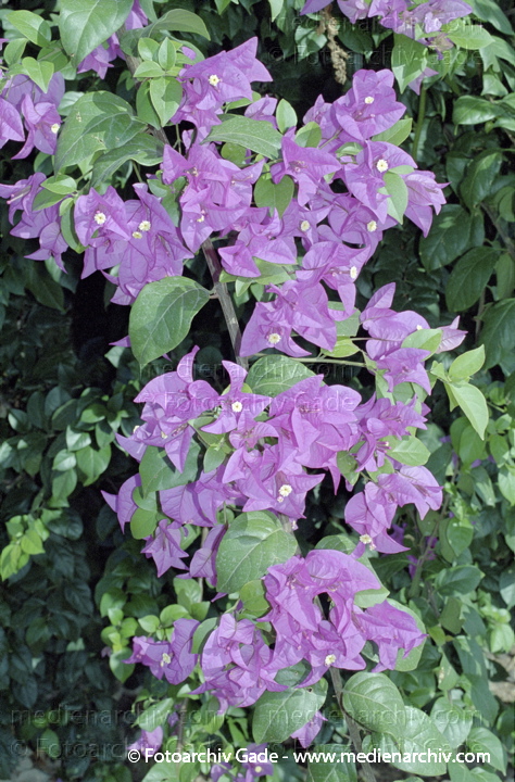 Bougainvillea auch Bougainville, Bougainvillee
November 2001.  Spanien. Kanarische Inseln. Fuerteventura. Spain. Flora. Pflanzen. Bougainvillea auch Bougainville, Bougainvillee
Schlüsselwörter: 2001;Bougainville;Bougainvillea;Bougainvillee;Canary Islands;Flora;Fuerteventura;Kanarische Inseln;Pflanzen;plants;Spanien