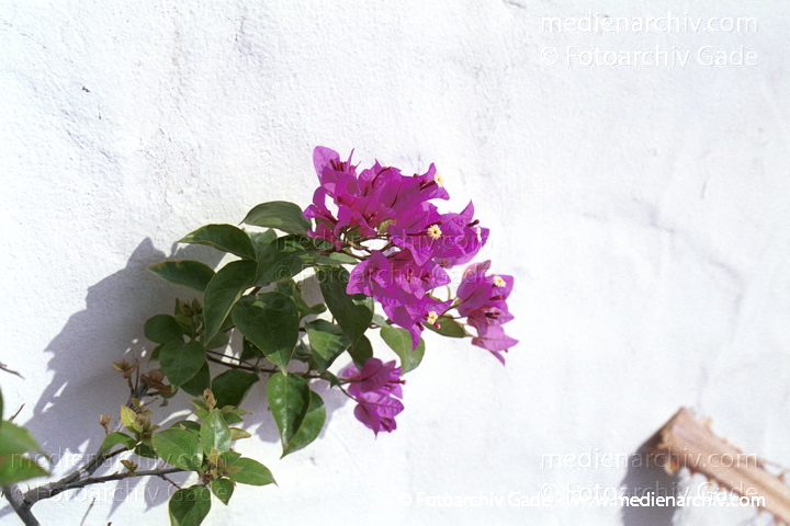 Drillingsblume. Bougainvillea spectabilis
November 2001. Spanien. Kanarische Inseln. Fuerteventura. Flora. Pflanzen.  Strauch. Sträucher. Bougainvillea. Drillingsblume. Bouganville. Lila Blüten.  Gattung: Bougainvillea   Wunderblumengewächse (Nyctaginaceae)
Schlüsselwörter: canary islands;Drillingsblume;Flora;Fuerteventura;Kanarische Inseln;Natur;Pflanzen;plants;spain;Spanien;Strauch;Bougainvillea spectabilis;Bougainvillie;Sträucher