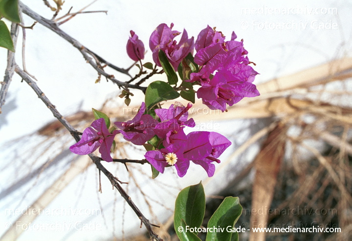 Drillingsblume. Bougainvillea spectabilis
November 2001. Spanien. Kanarische Inseln. Fuerteventura. Flora. Pflanzen.  Strauch. Sträucher. Bougainvillea. Drillingsblume. Bouganville. purpur-lila Blüten.  Gattung: Bougainvillea   Wunderblumengewächse (Nyctaginaceae)
Schlüsselwörter: canary islands;Drillingsblume;Flora;Fuerteventura;Kanarische Inseln;Natur;Pflanzen;plants;spain;Spanien;Strauch;Bougainvillea spectabilis;Bougainvillie;Sträucher