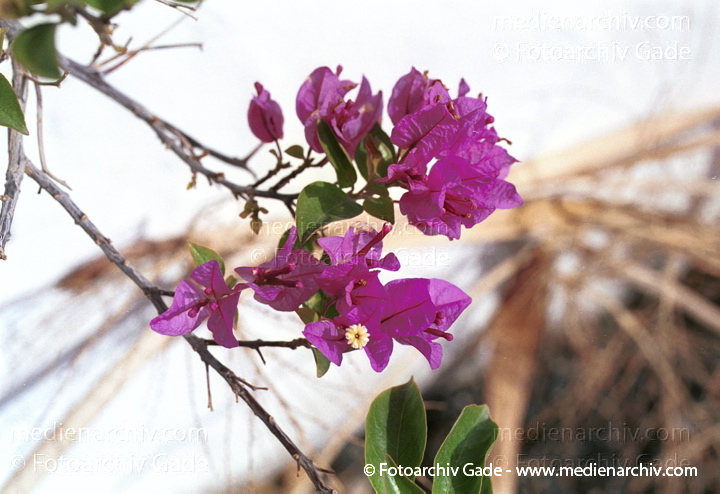 Drillingsblume. Bougainvillea spectabilis
November 2001. Spanien. Kanarische Inseln. Fuerteventura. Flora. Pflanzen.  Strauch. Sträucher. Bougainvillea. Drillingsblume. Bouganville. purpur-lila Blüten.  Gattung: Bougainvillea   Wunderblumengewächse (Nyctaginaceae)
Schlüsselwörter: canary islands;Drillingsblume;Flora;Fuerteventura;Kanarische Inseln;Natur;Pflanzen;plants;spain;Spanien;Strauch;Bougainvillea spectabilis;Bougainvillie;Sträucher