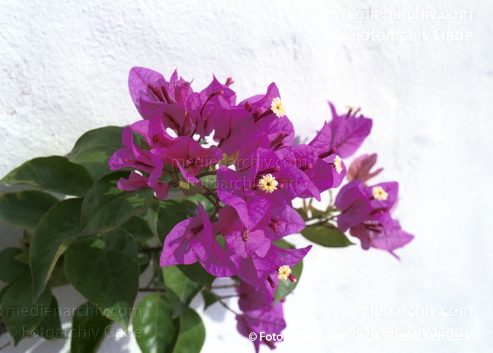 Drillingsblume. Bougainvillea spectabilis
November 2001. Spanien. Kanarische Inseln. Fuerteventura. Flora. Pflanzen.  Strauch. Sträucher. Bougainvillea. Drillingsblume. Bouganville. purpur-lila Blüten.  Gattung: Bougainvillea   Wunderblumengewächse (Nyctaginaceae)
Schlüsselwörter: canary islands;Drillingsblume;Flora;Fuerteventura;Kanarische Inseln;Natur;Pflanzen;plants;spain;Spanien;Strauch;Bougainvillea spectabilis;Bougainvillie;Sträucher